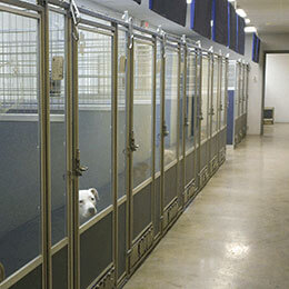 Almost-Home-Animal-Shelter_Interior